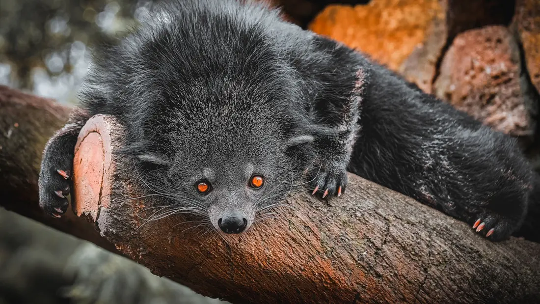 Fêtez Halloween au Zoo African Safari