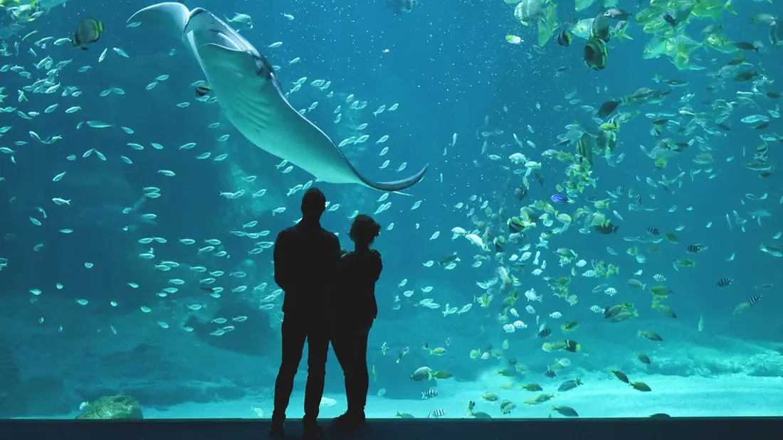 GAGNEZ VOS INVITATIONS EN FAMILLE A NAUSICAA
