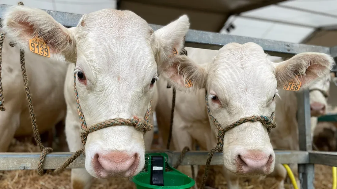 Découvrez les différents métiers de la ferme à la Foire de Sedan