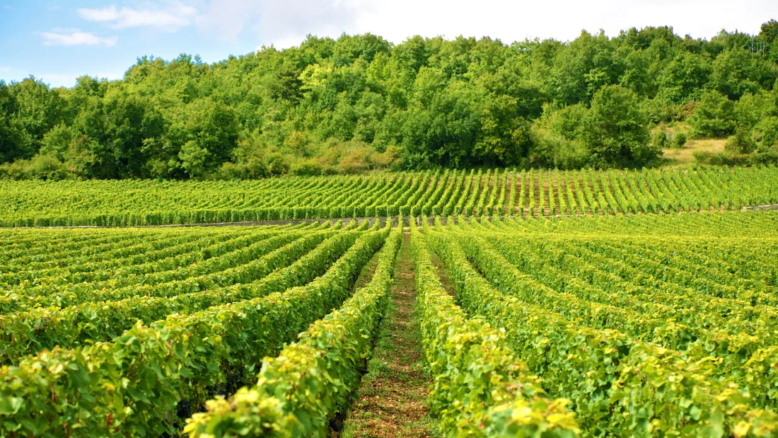 Emploi : connaissez-vous les dates pour participer aux vendanges ?