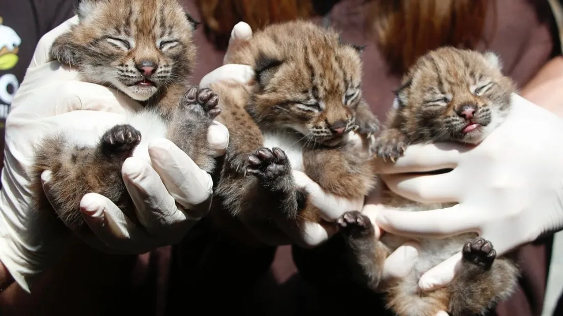 Le zoo d’Amnéville est à la recherche de noms nordiques pour ses...