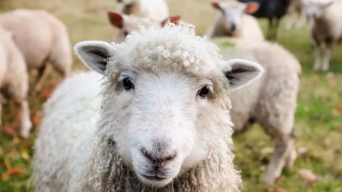 "Ils étaient tout fous" : un troupeau de moutons dévore des...