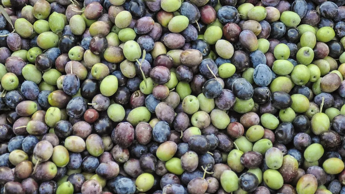 Espagne : ils volent 17,5 tonnes d'olives et se font arrêter