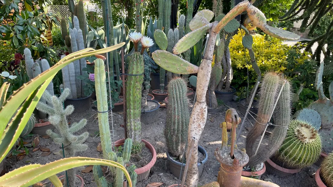 Sélestat : dans sa vie, il y a 1 500 cactus