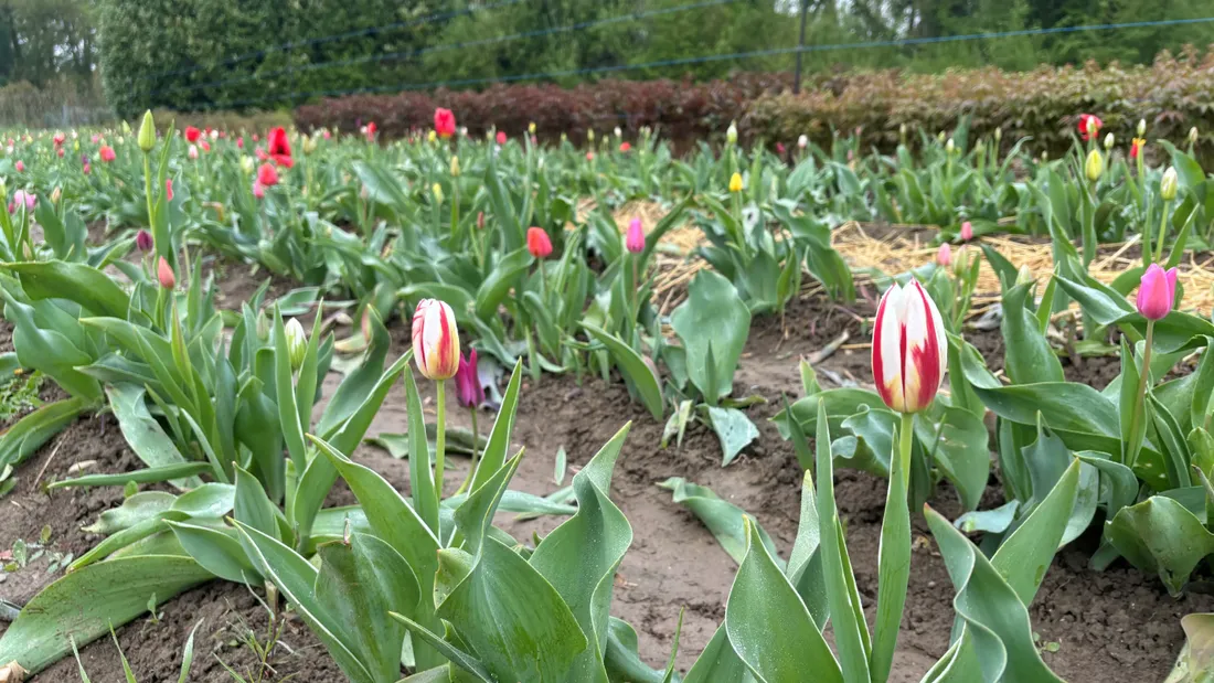 Des fleurs à couper soi-même en Alsace