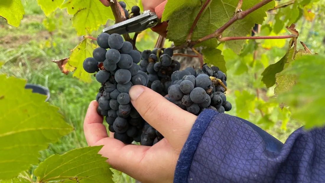 Alsace Vendanges recrute dès ce lundi