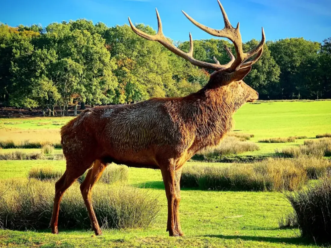 Le printemps et le Parc Animalier de Sainte Croix s'invitent dans...