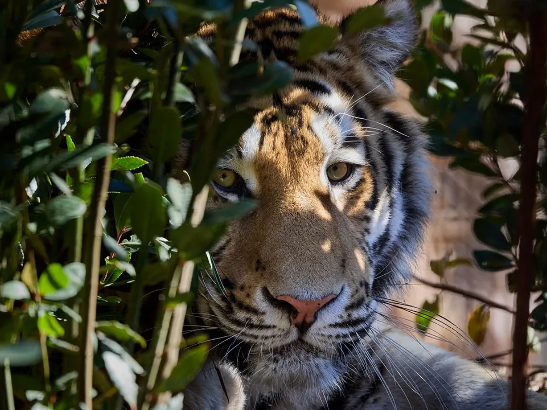 Le Zoo de La Palmyre vous attend dans son tout nouvel écrin