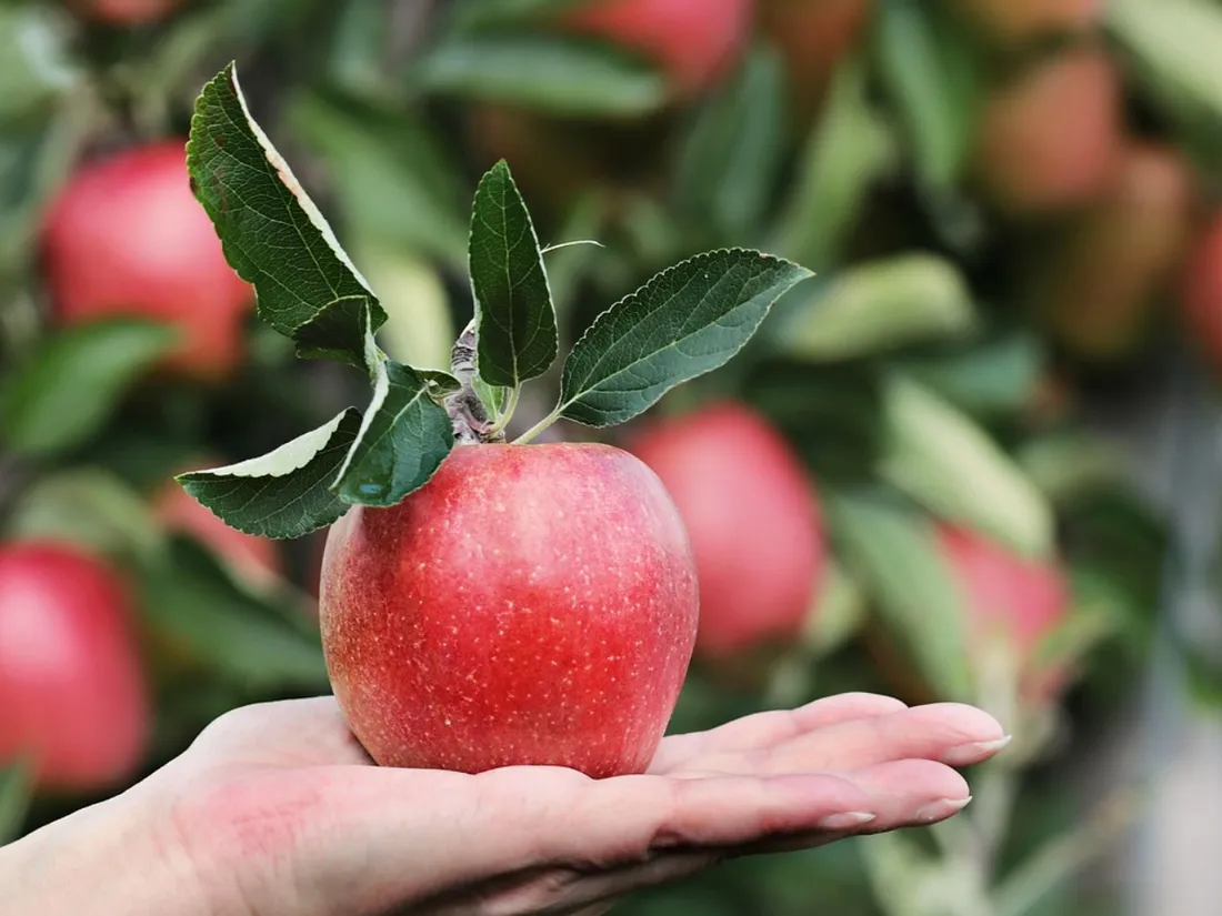 Hérault : la pomme célébrée en grand dans ces deux coopératives