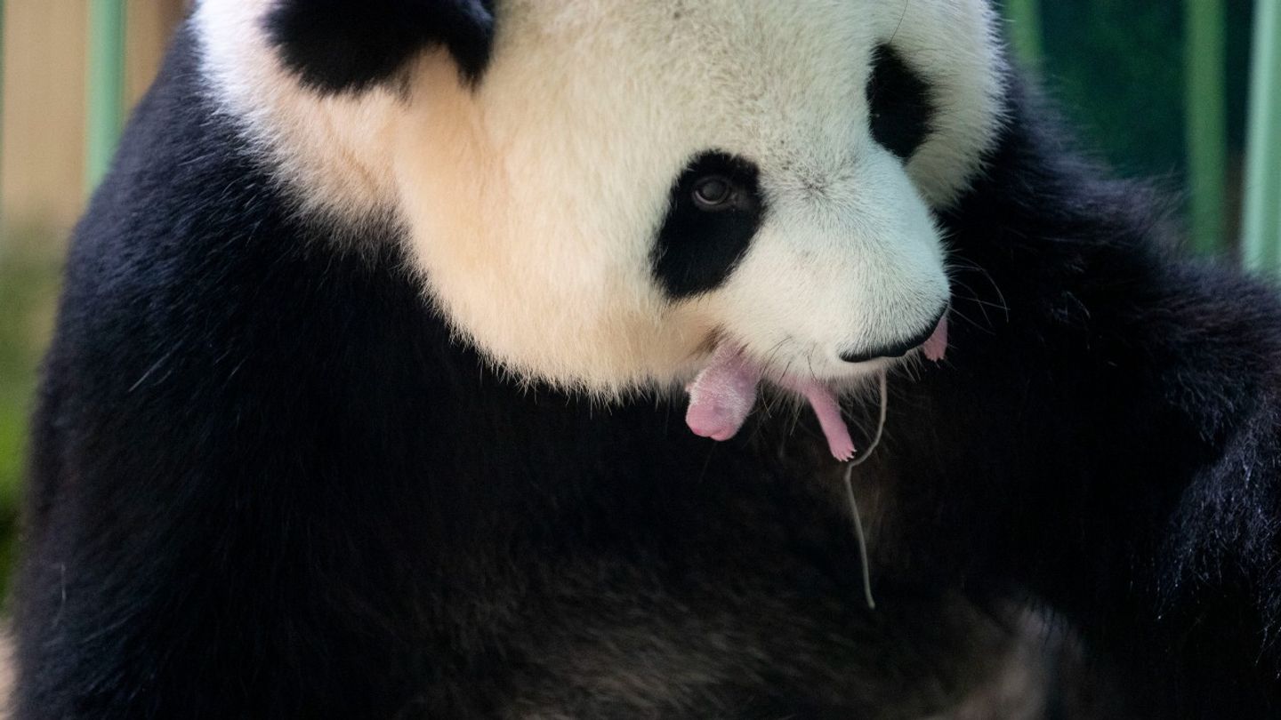 Naissance De 2 Bebes Pandas Au Zoo De Beauval