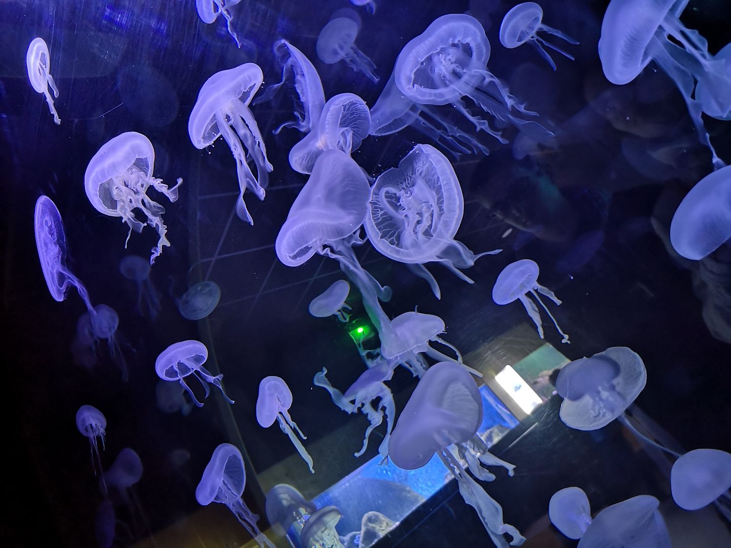 Le MuséumAquarium de Nancy lance un
