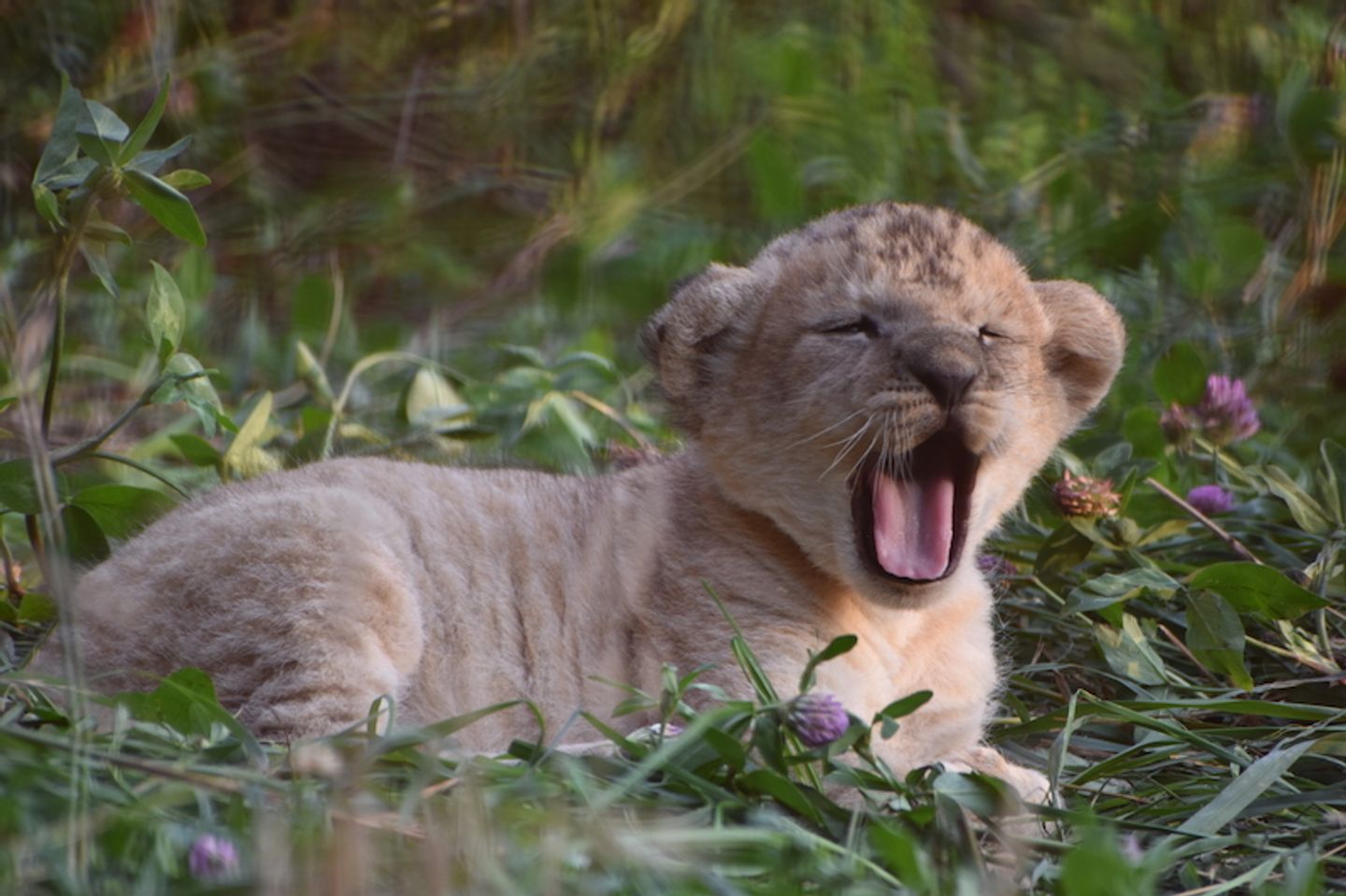 Un Premier Bebe Lion Au Bioparc De Doue La Fontaine