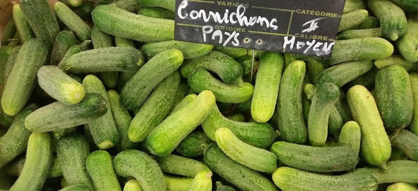 Le cornichon de retour dans les cultures françaises FORUM