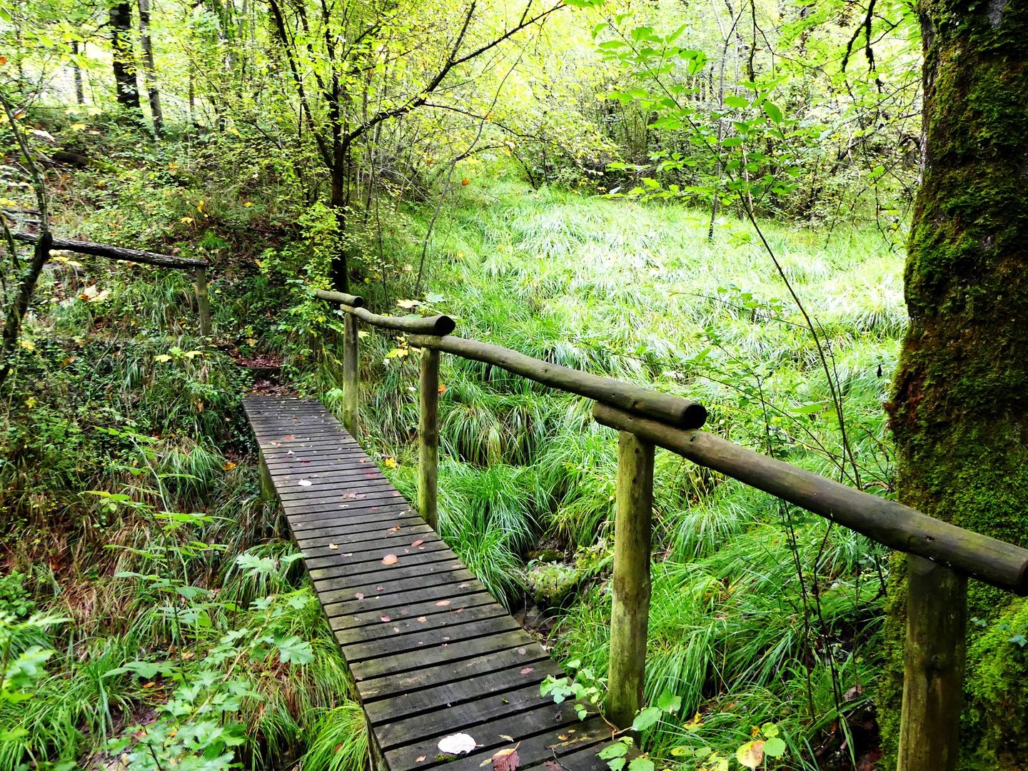 Zoom sur le nouveau « parc national de forêts