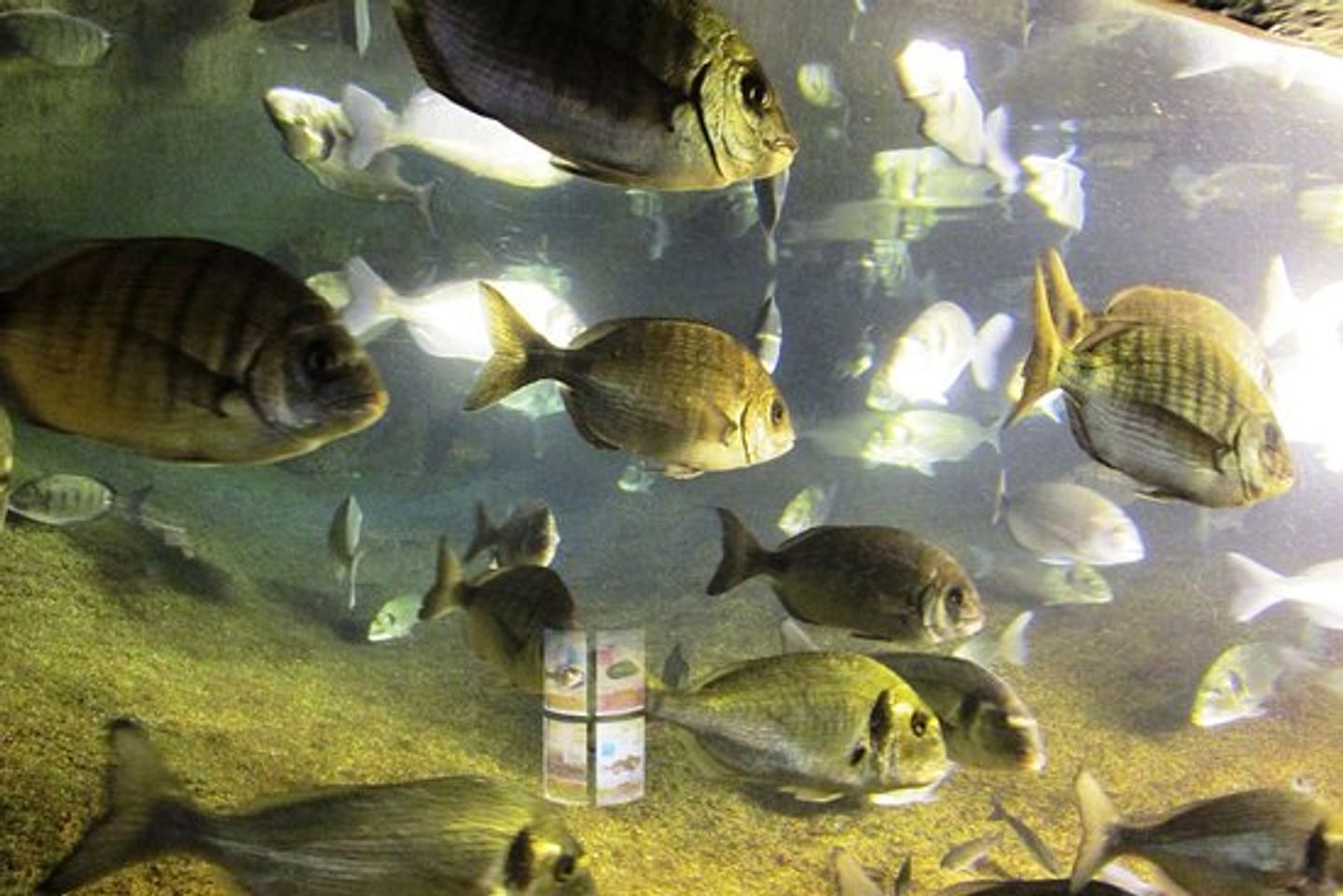 L'Aquarium marin de Trégastel (22) OCEANE FM