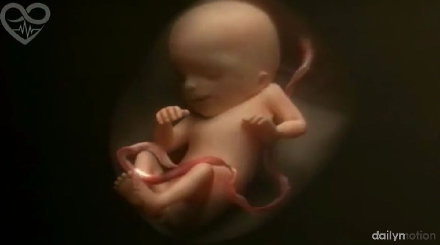 Video L Evolution D Un Bebe Dans Le Ventre De Sa Maman En 4 Minutes