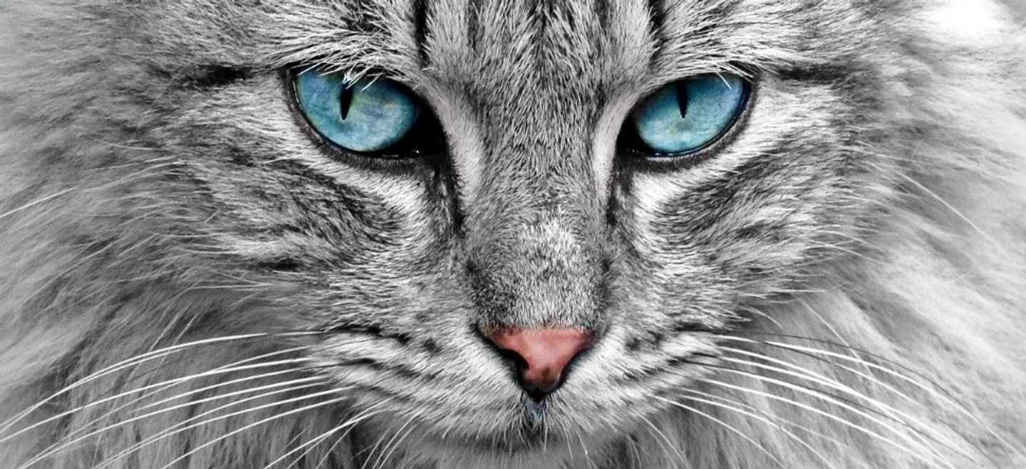 Un Chat Rattrape In Extremis Un Bebe D Une Chute Dans L Escalier Video Vibration
