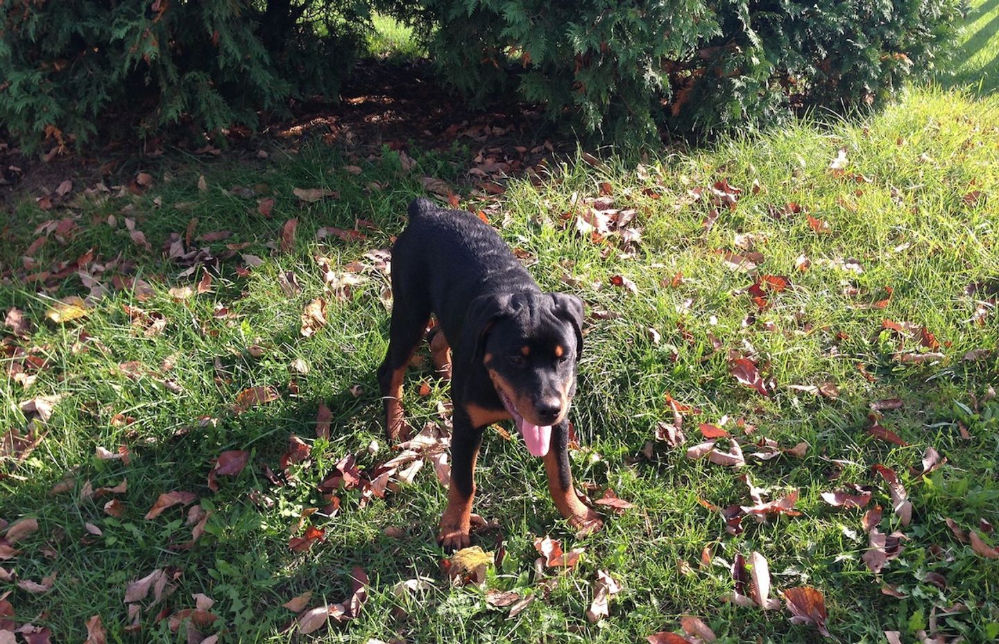 Deux chiens bientôt piqués en MaineetLoire ? VIBRATION