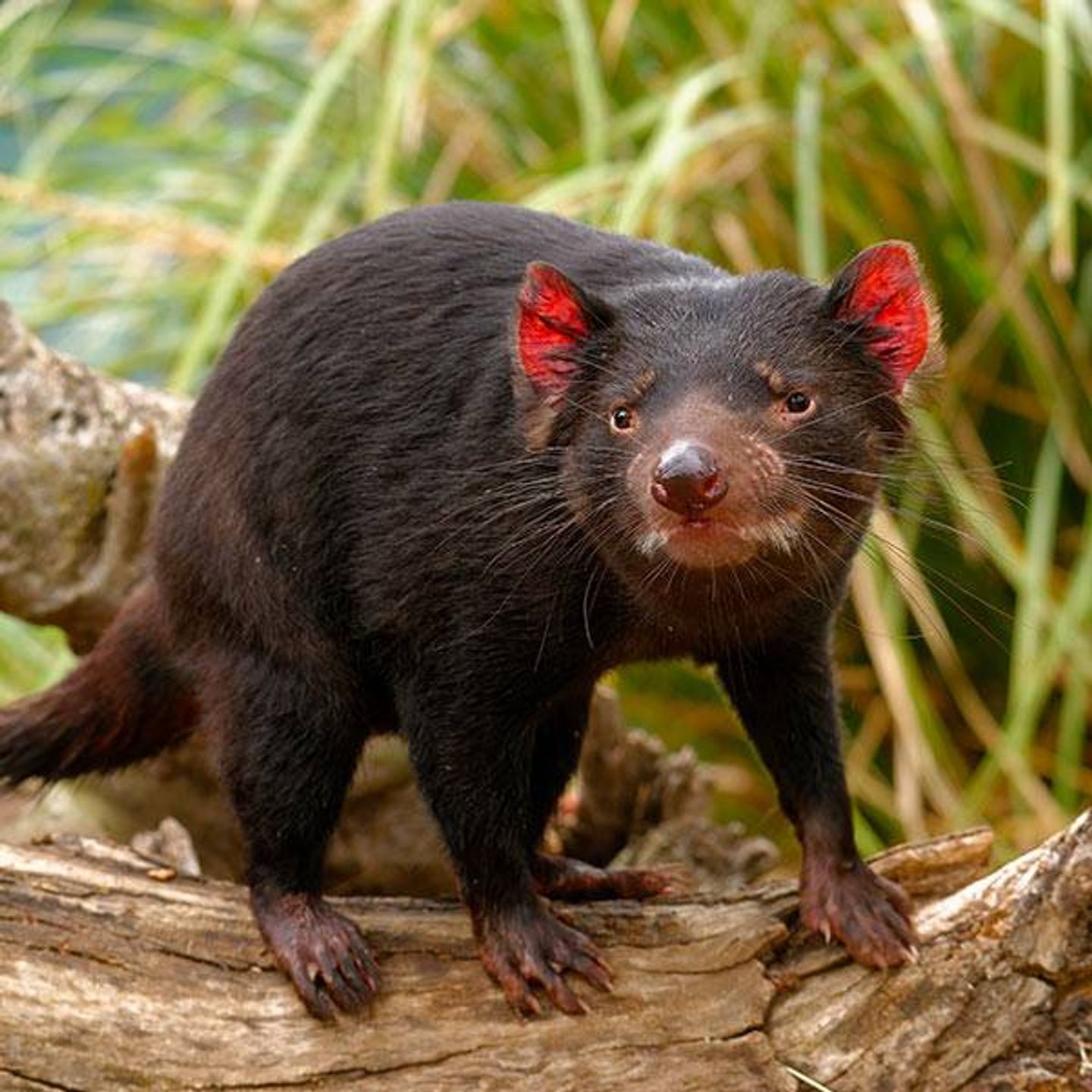 D'où Vient Le Nom Diable De Tasmanie Les diables de Tasmanie débarquent au zoo de Beauval ! - VIBRATION