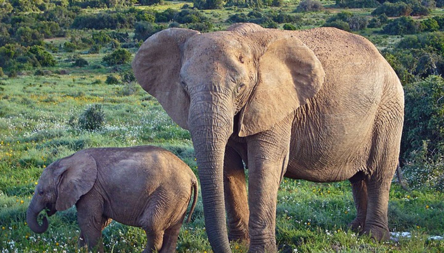 Orléans : ONG cherche donateurs pour sauver les animaux du monde