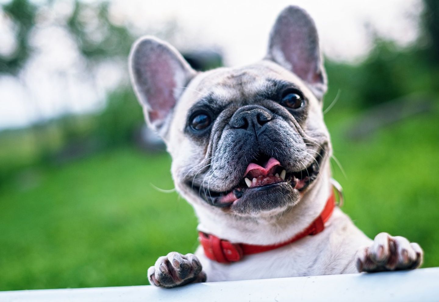 Quand un chien se prend pour un chanteur du0027opéra, cu0027est très drôle 