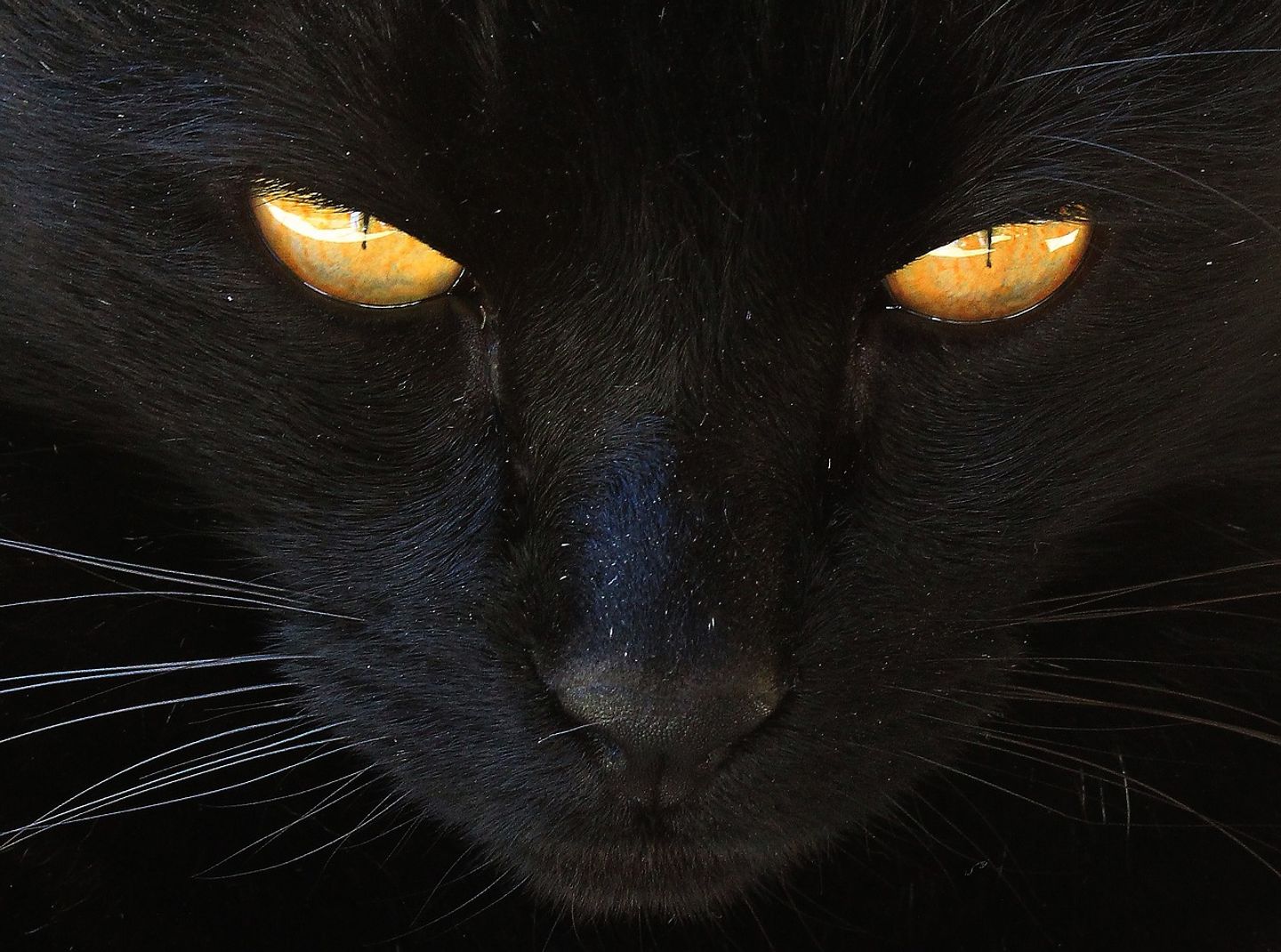 c est quoi la superstition du chat noir
