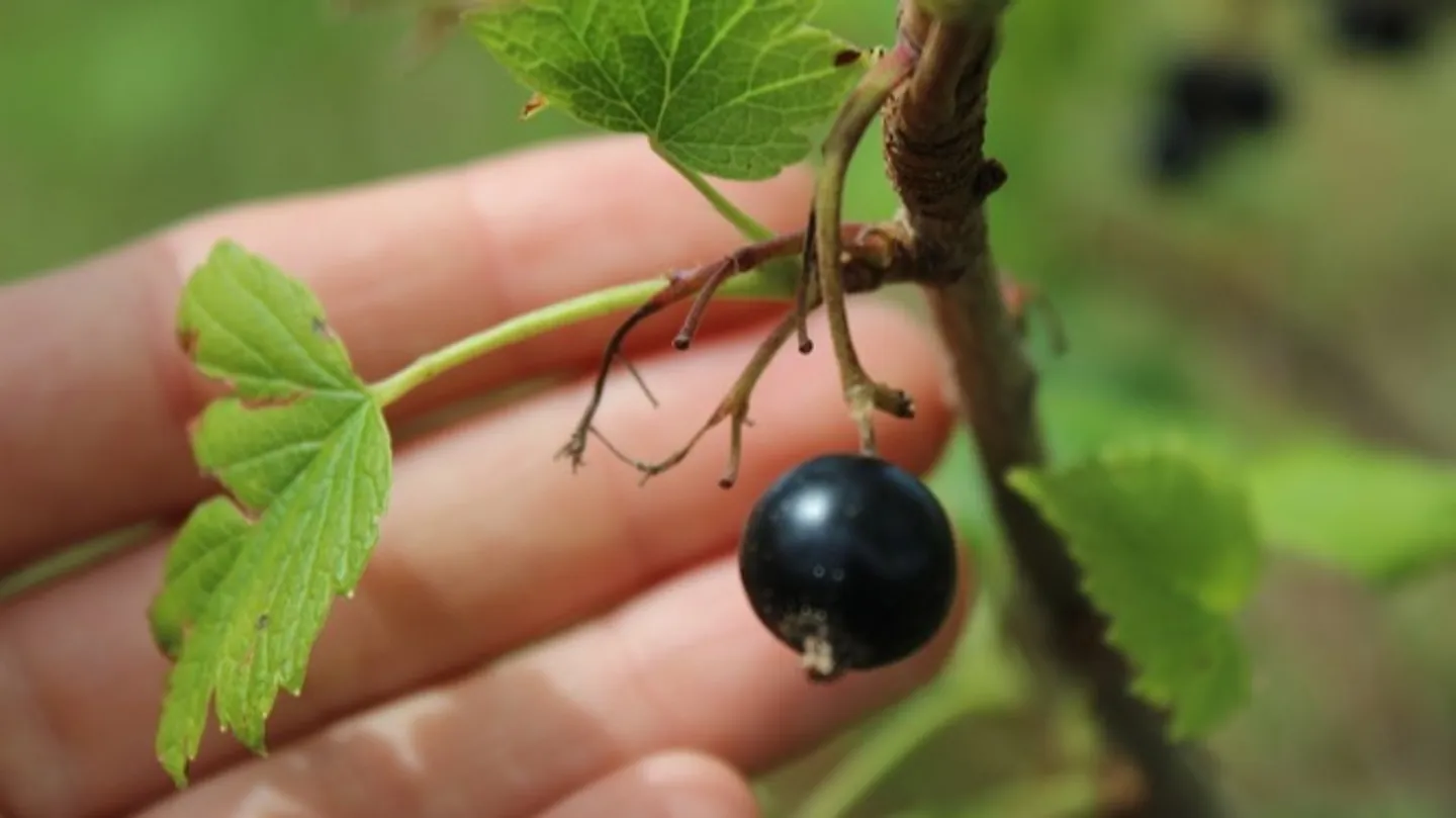 Un financement participatif pour sauver une exploitation de cassis bio