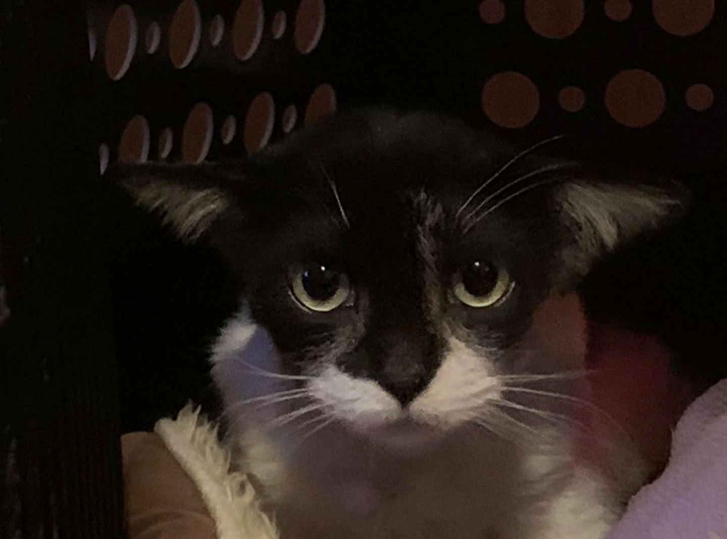 Ce Chat Aux Airs De Bebe Yoda Attendrit Les Internautes Photos