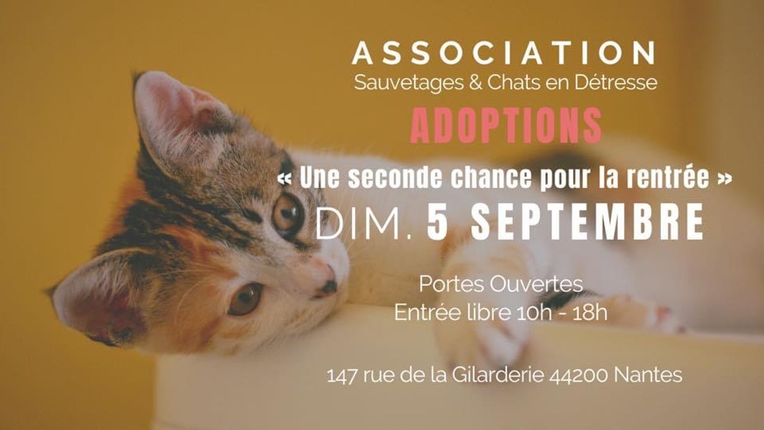L Agenda Journee Portes Ouvertes Sauvetage Et Chats En Detresse