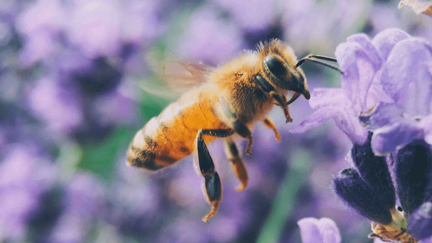 Abeille