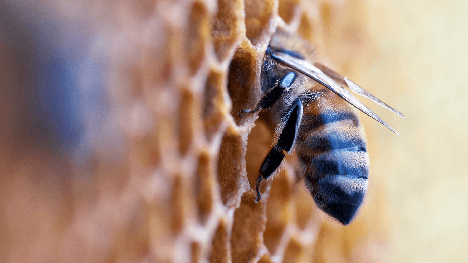 Miel abeille