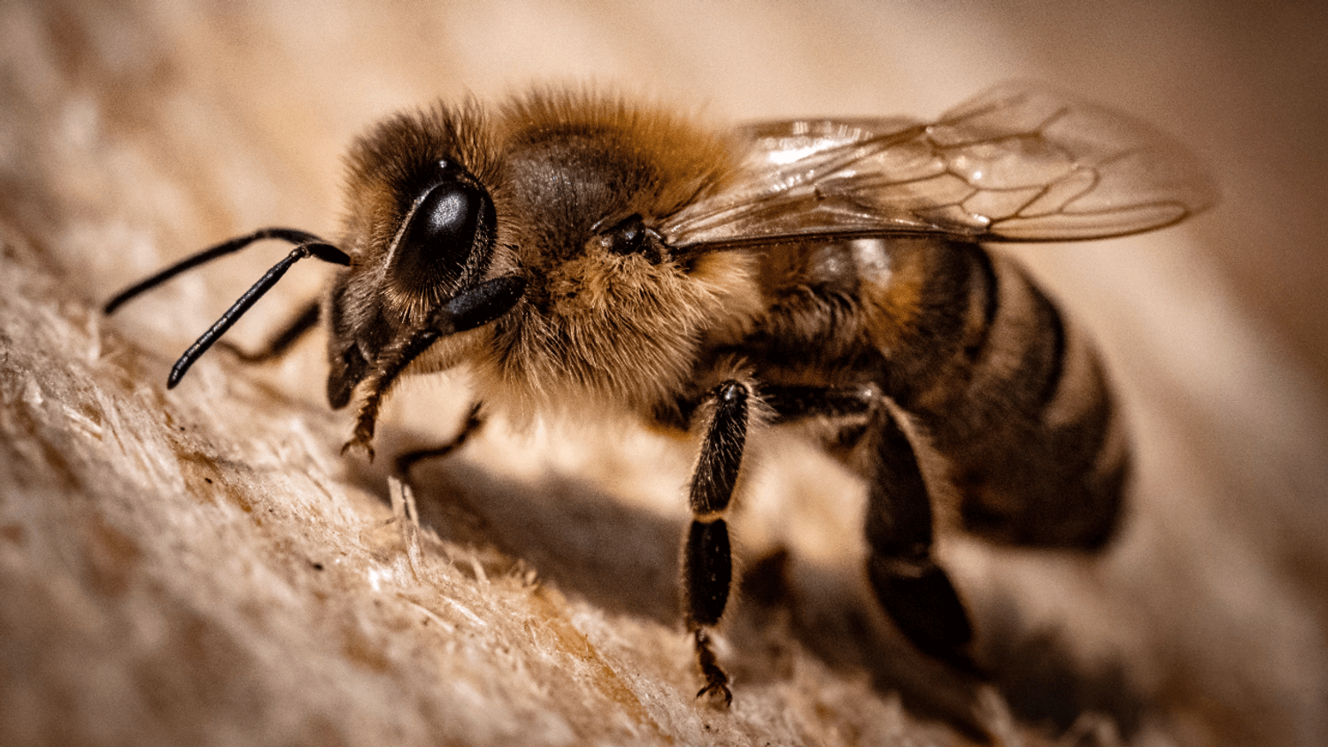 Deux-Sèvres : sept enfants piqués par des abeilles après la chute d'une ruche