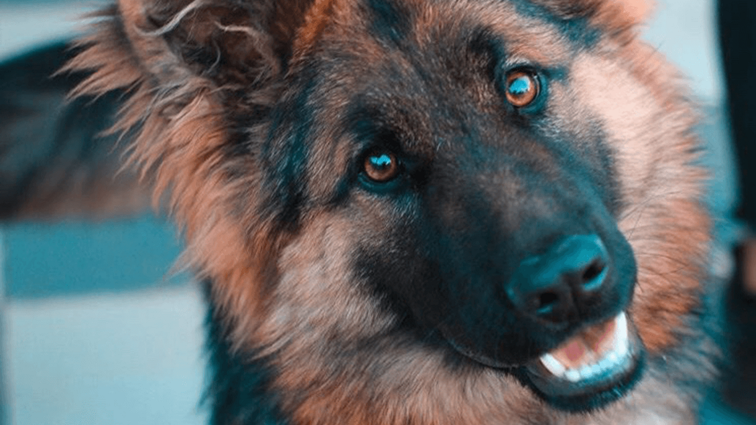 États-Unis : une chienne mène la police à son maître accidenté