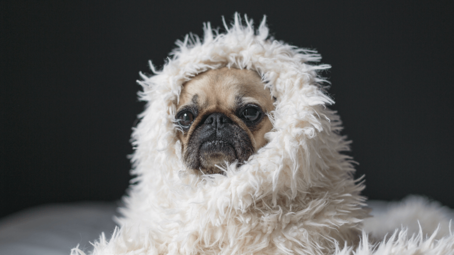 Chien froid