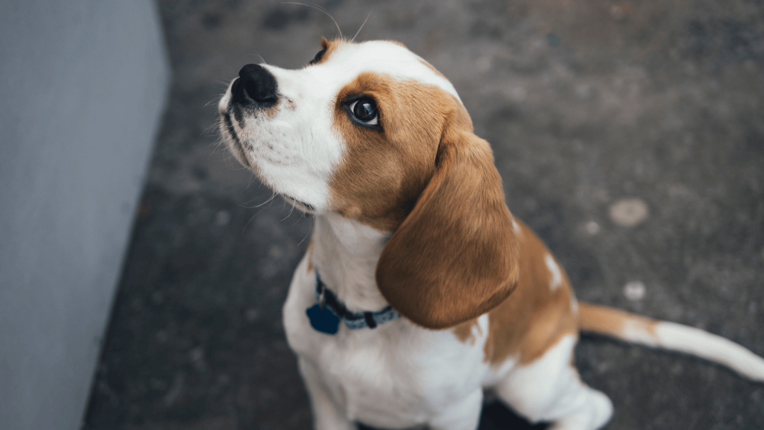 Un Français sur deux prêt à adopter un animal de compagnie