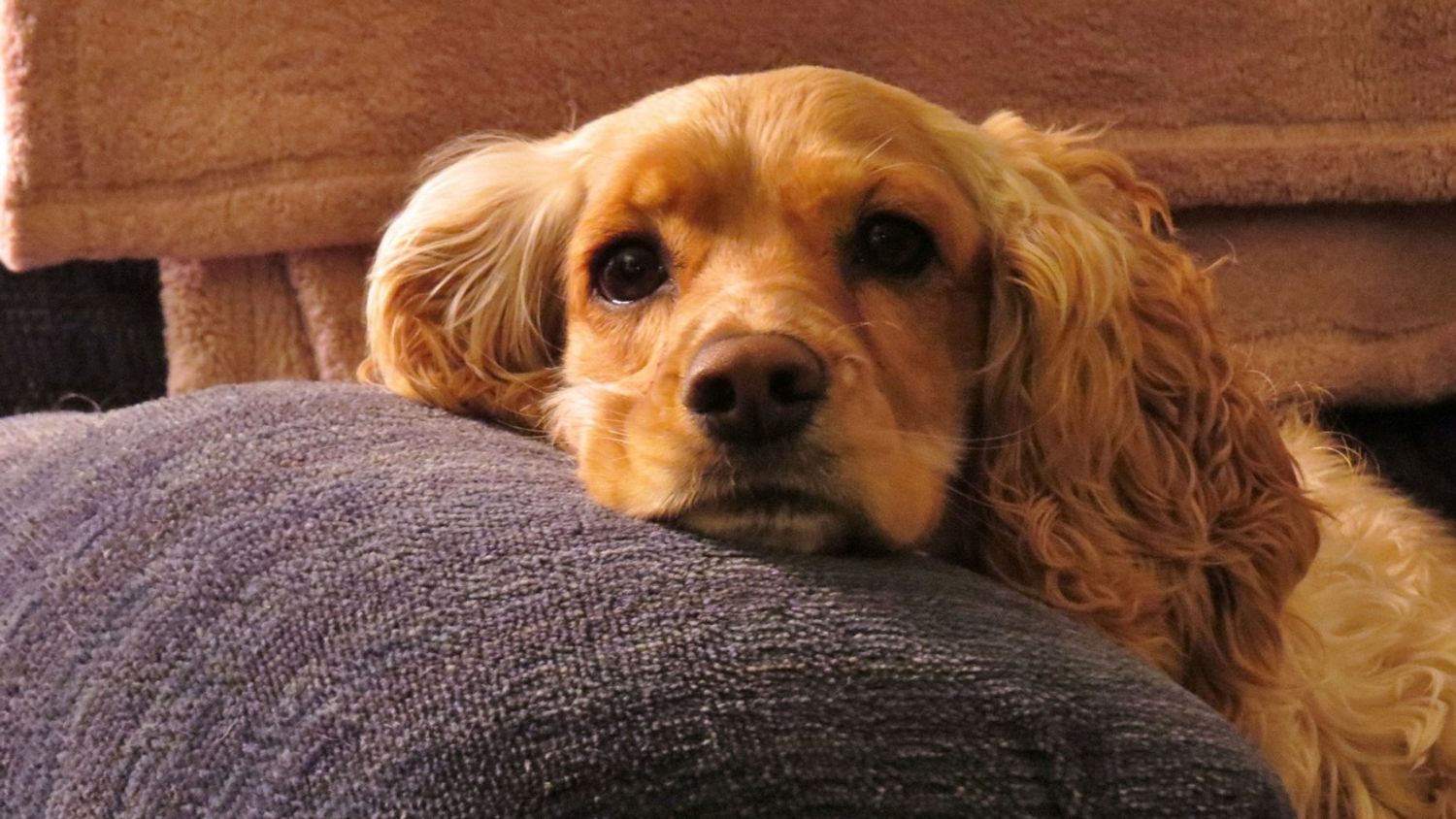 Bretagne : un chien retrouvé noyé dans le Trieux, attaché à un parpaing