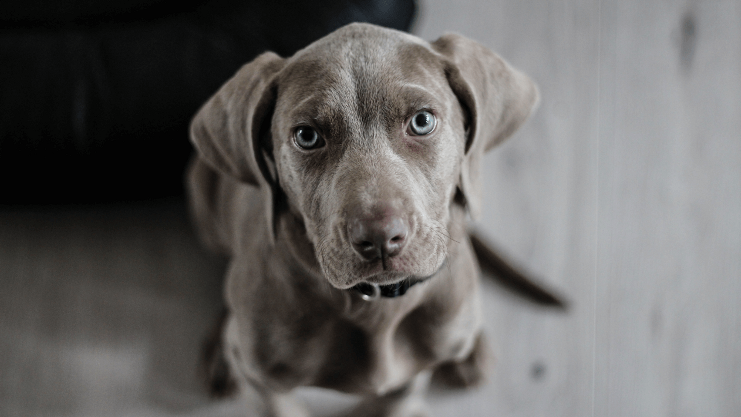 Chiens acceptés à la mairie de Grenoble