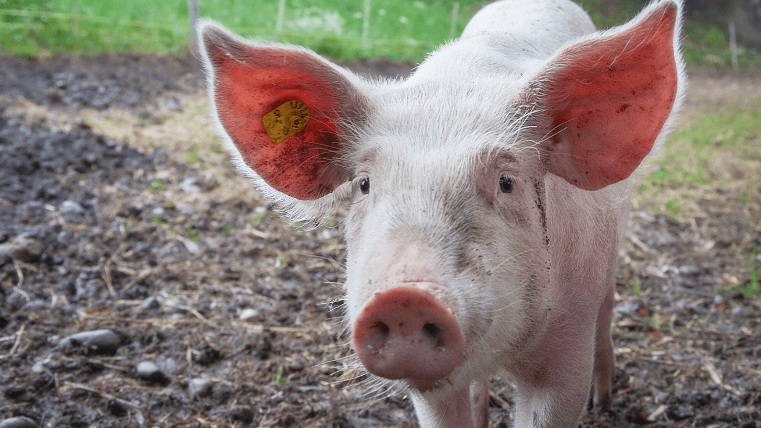Des cochons pour sécuriser l'aéroport d'Amsterdam