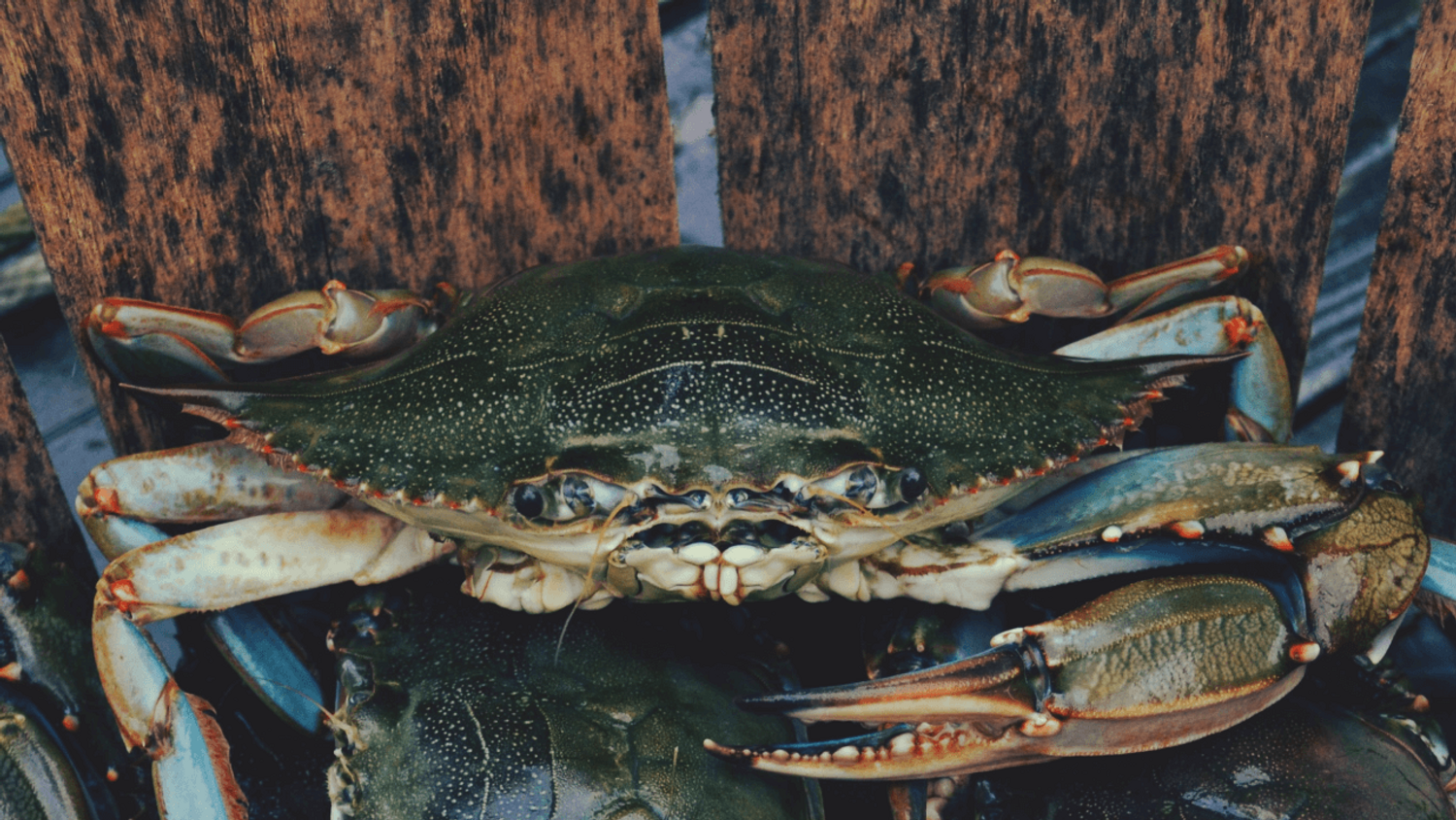 Etats-Unis : trop encombrant, des crabes utilisés pour faire de l’alcool