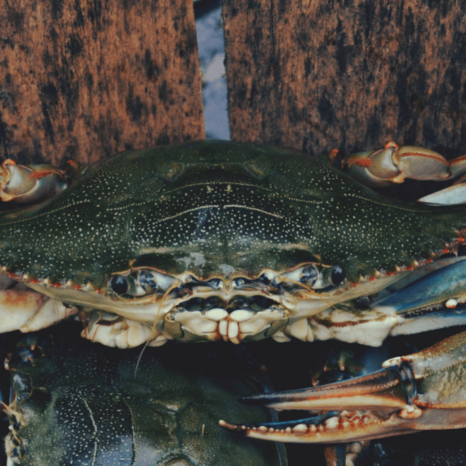 Etats-Unis : trop encombrants, des crabes utilisés pour faire de...