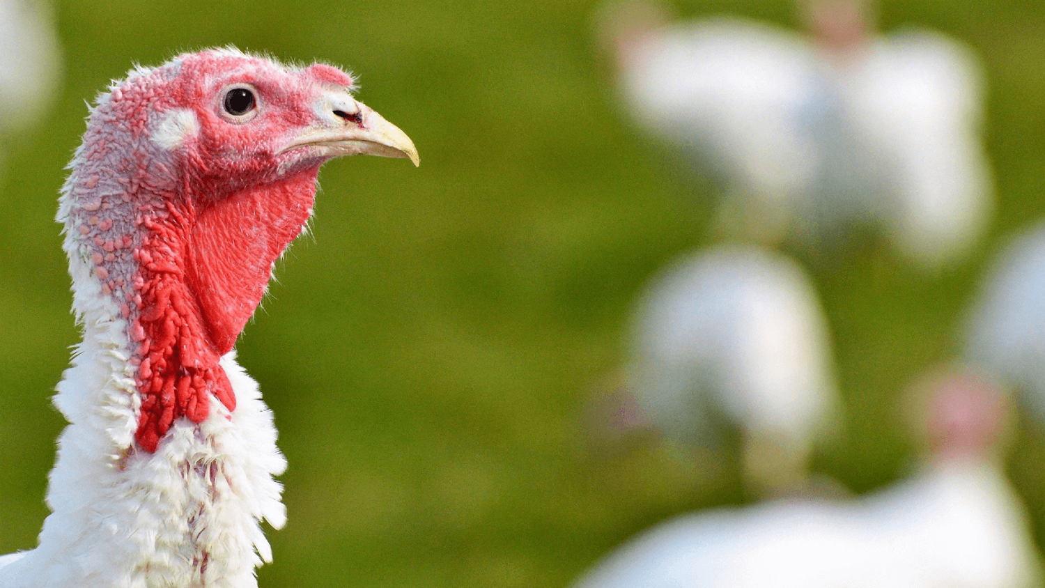 Grippe aviaire : un premier cas en Vendée