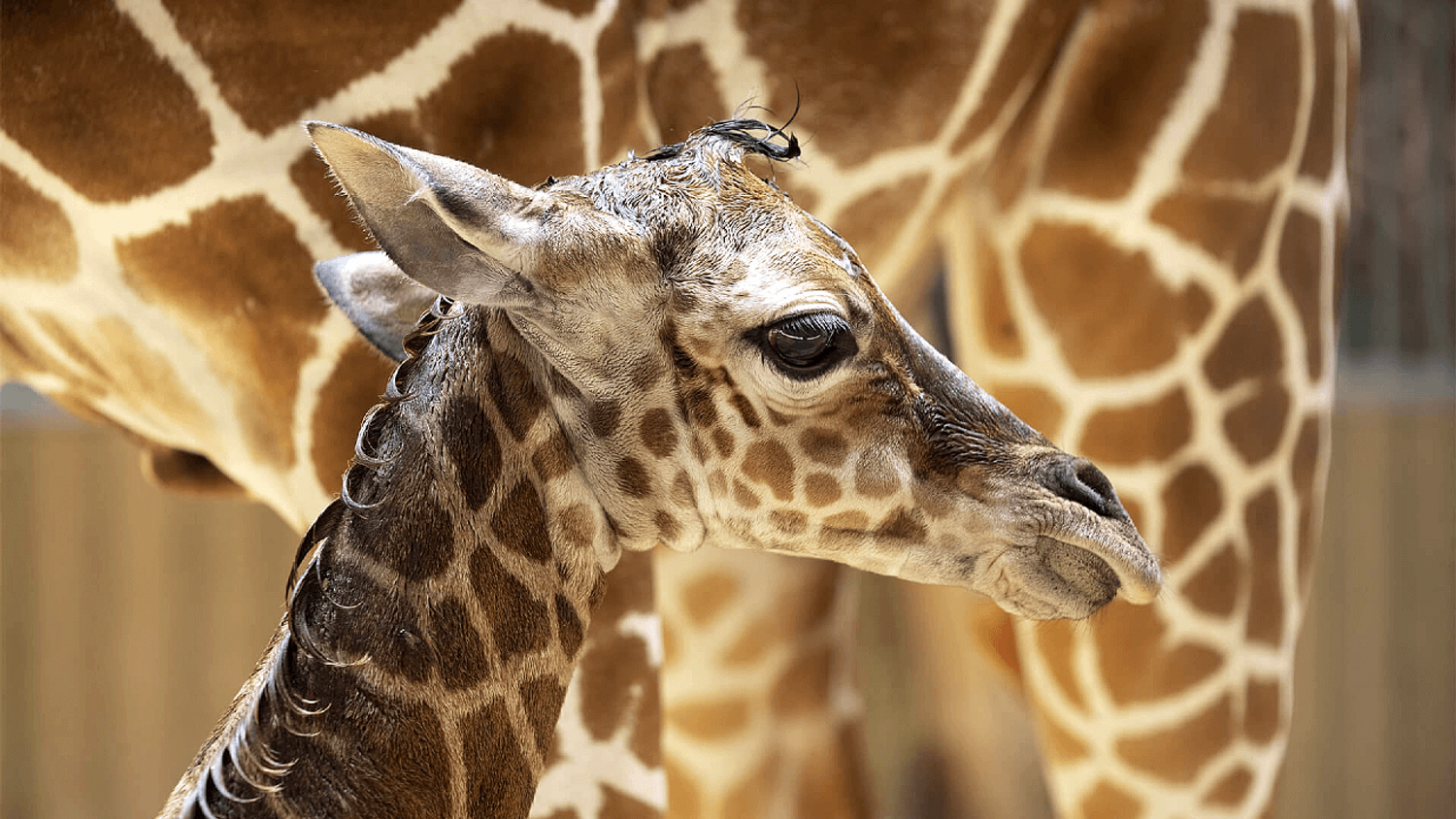 Melman mesure déjà 1,70m et pèse 55 kilos