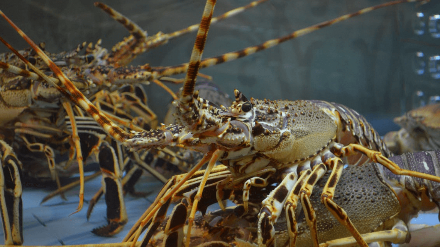 Une loi britannique pourrait interdire d'ébouillanter les crustacés et mollusques sans les étourdir