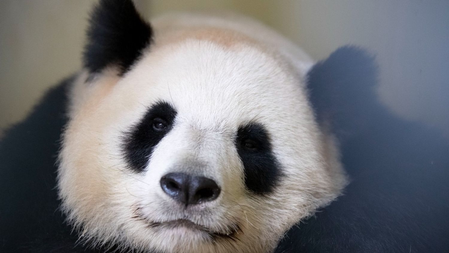 Huan Huan