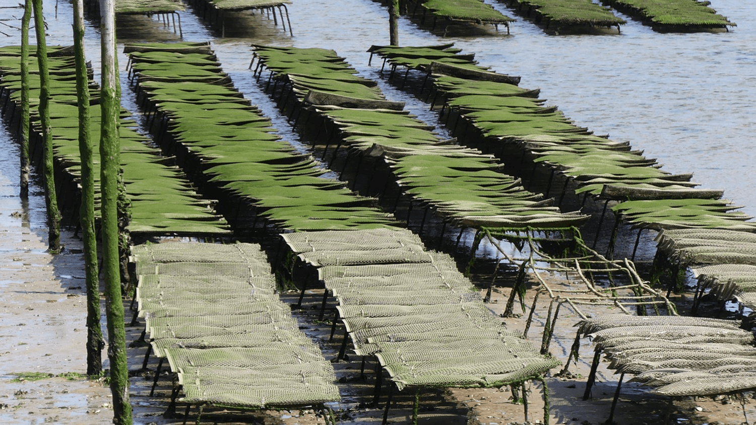 Ostréiculture