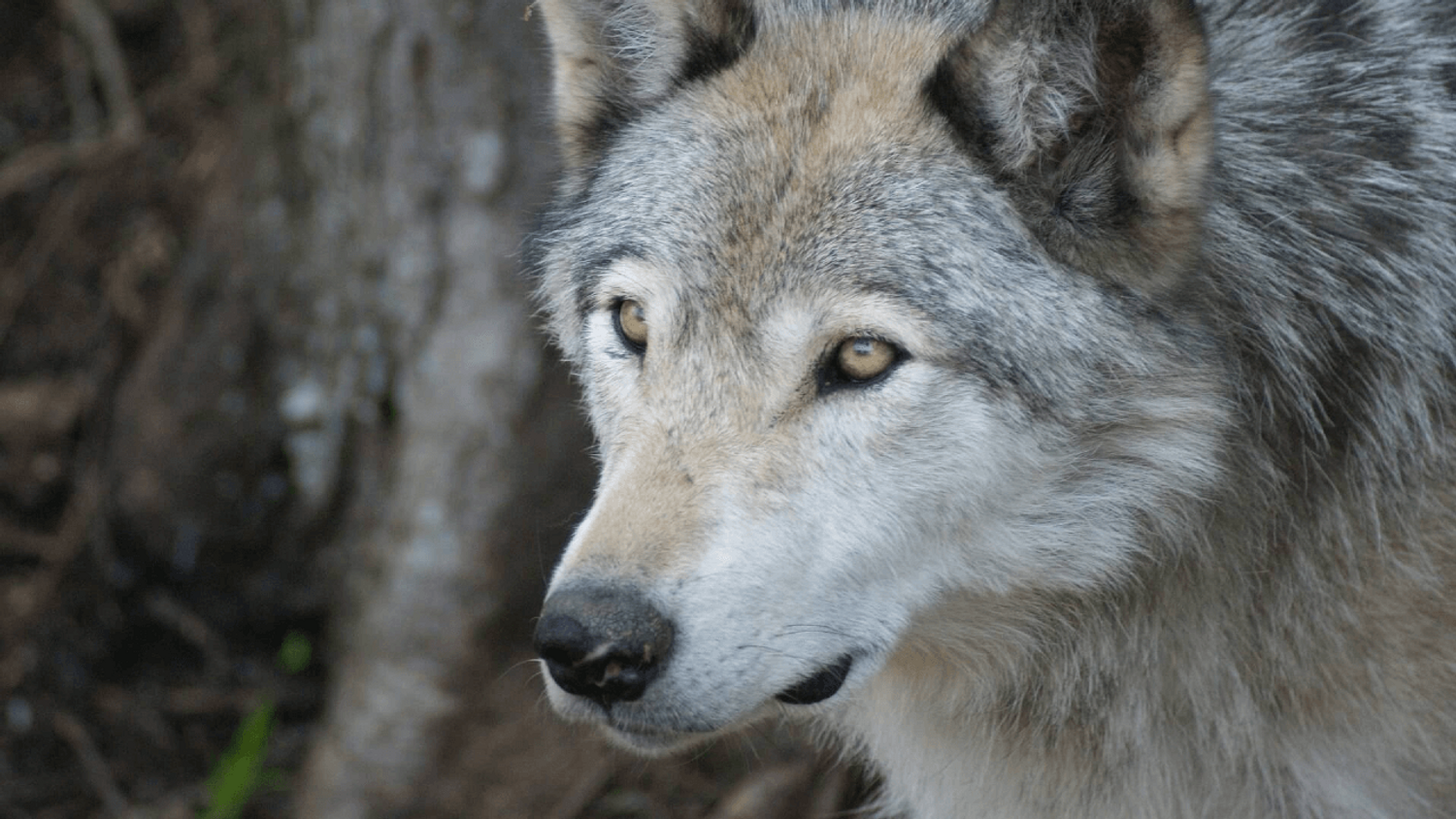 Creuse : un agriculteur appelle à tuer des loups, une enquête est ouverte