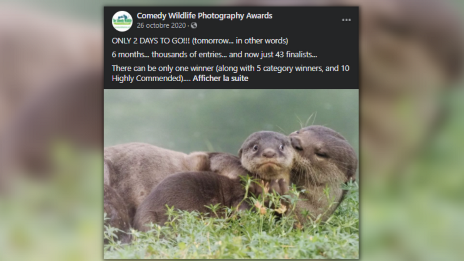 Comedy Wildlife Photography Awards 2020