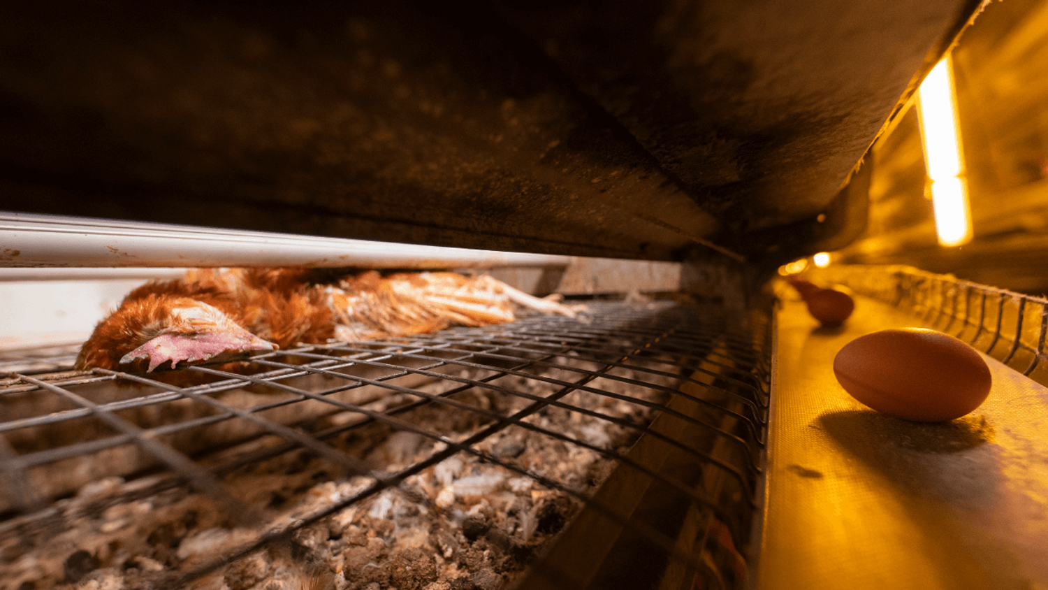 Deux-Sèvres: L214 dénonce des "violences" dans un élevage de poules, le groupe réfute