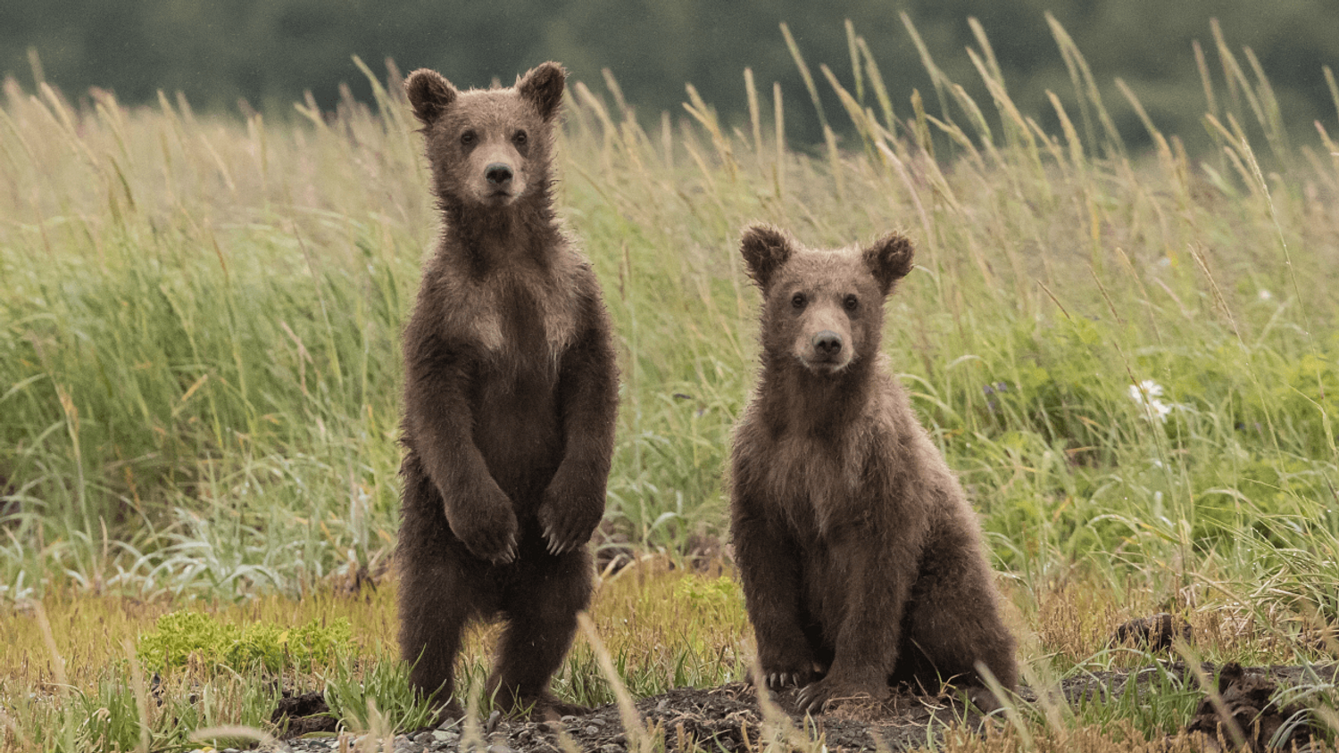 Ours brun