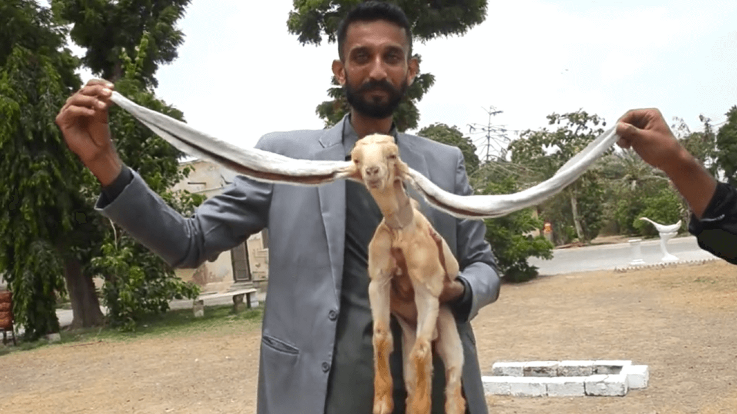 Au Pakistan, un chevreau aux très longues oreilles fait le buzz